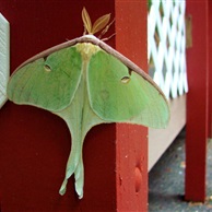 Luna Moth